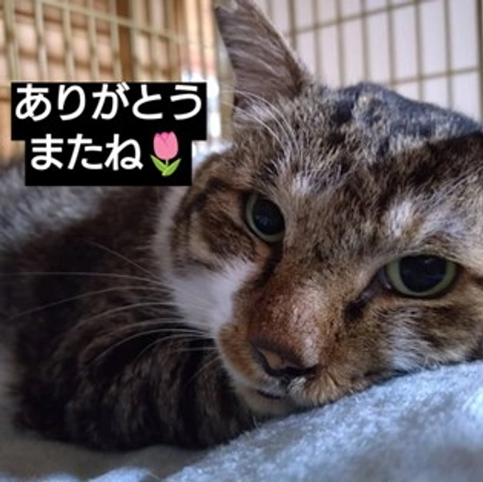 【さようならミミゲさん、ありがとう】