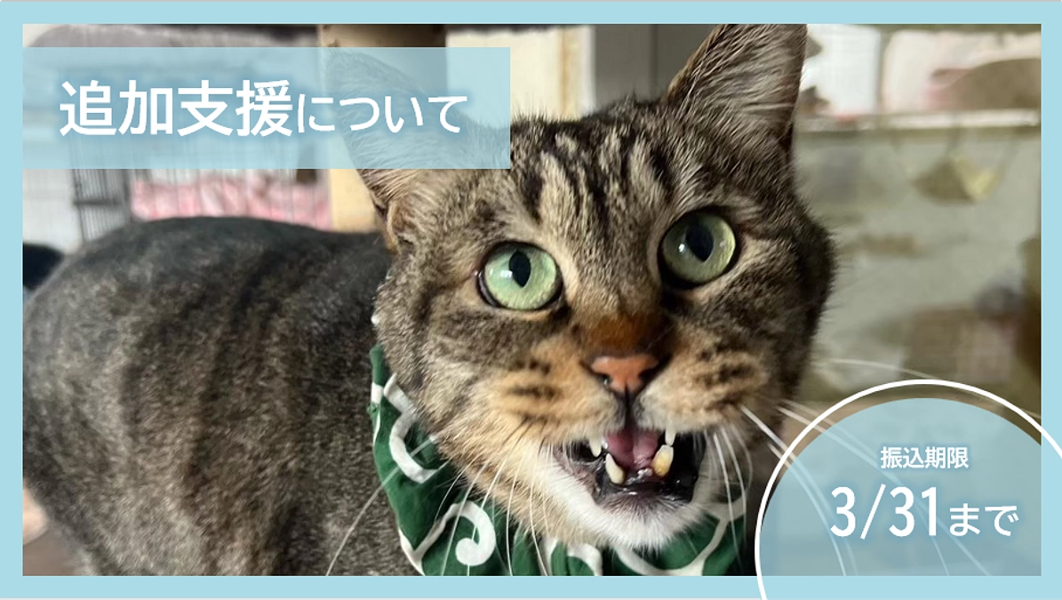追加支援の詳細【振込期限：3月31日】