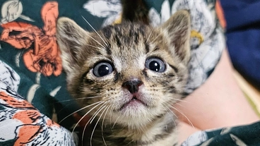 長崎県の離島、五島列島で生きていけない猫達を救いたい のトップ画像