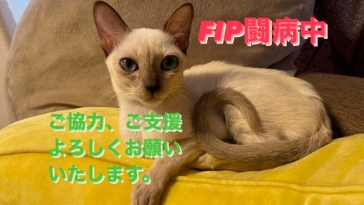 FIP (猫伝染性腹膜炎) 治療継続のため、力をお貸しください！