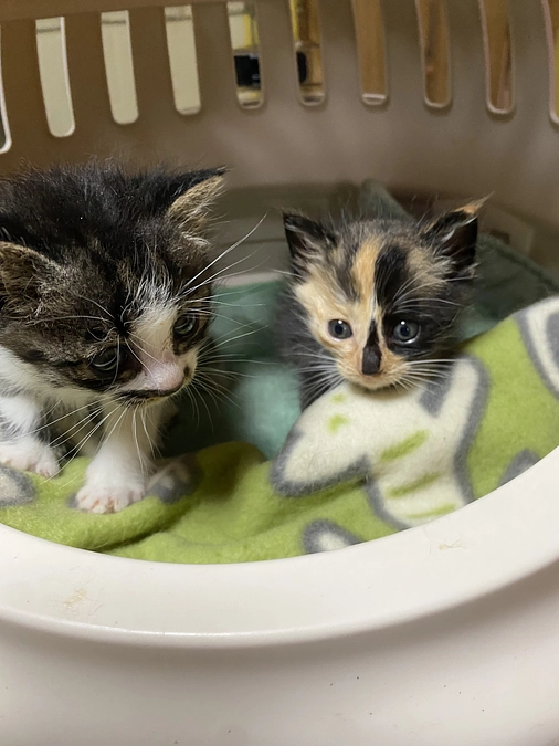 2025年1月より7月までの捕獲数(救出保護含む)