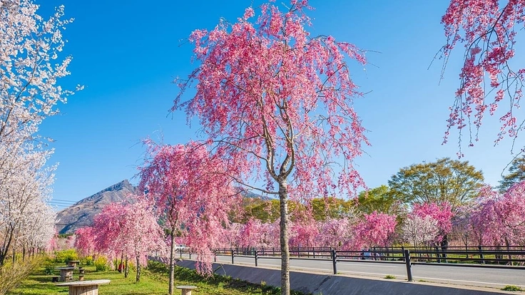 阿蘇の新しい桜の名所サクラミチがピンチ！皆様の協力が必要です