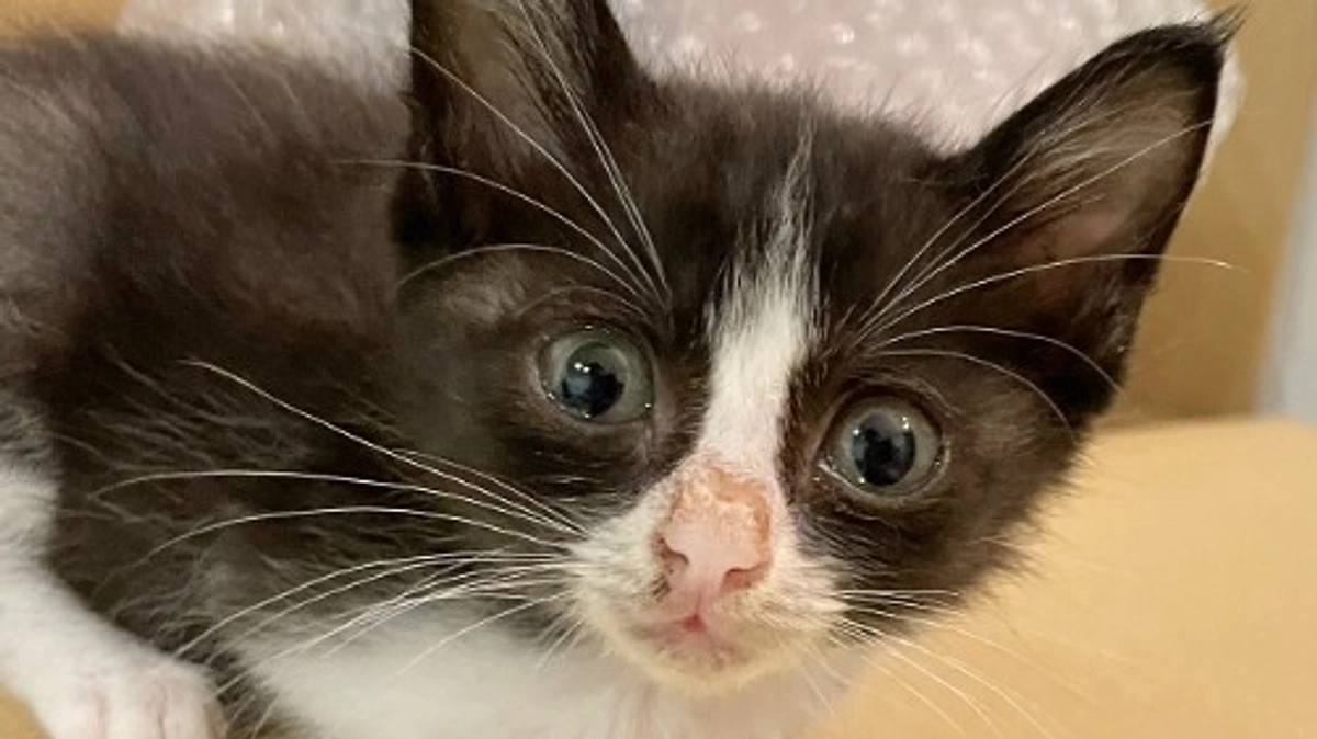 今後の対応についてのご報告