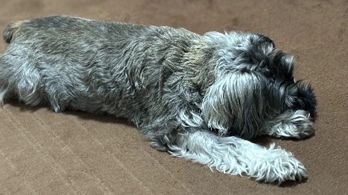 手術まで生きて欲しい。。