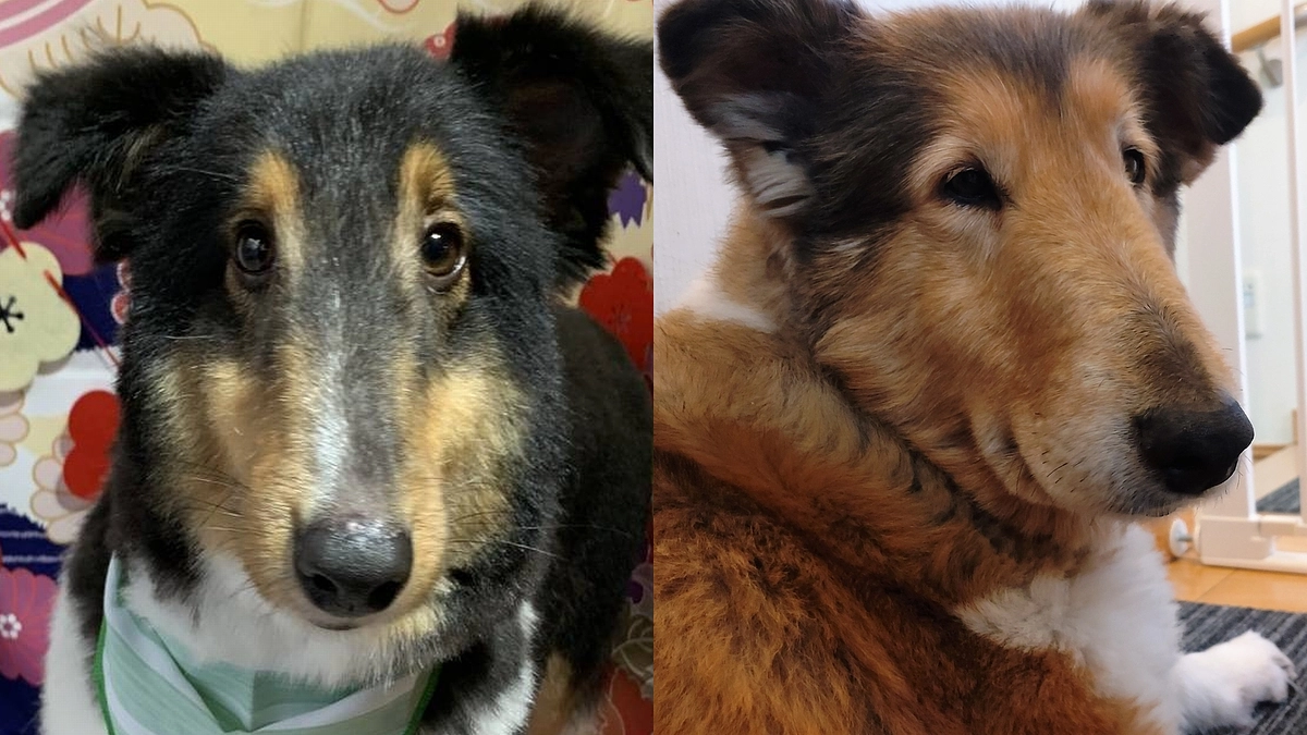 里親様への譲渡が完了しました！