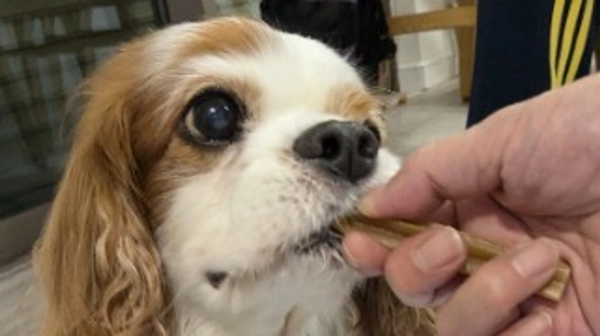 プロジェクトの御礼