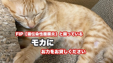 【難病】猫伝染性腹膜炎（FIP）と闘う「モカ」を助けて下さい！