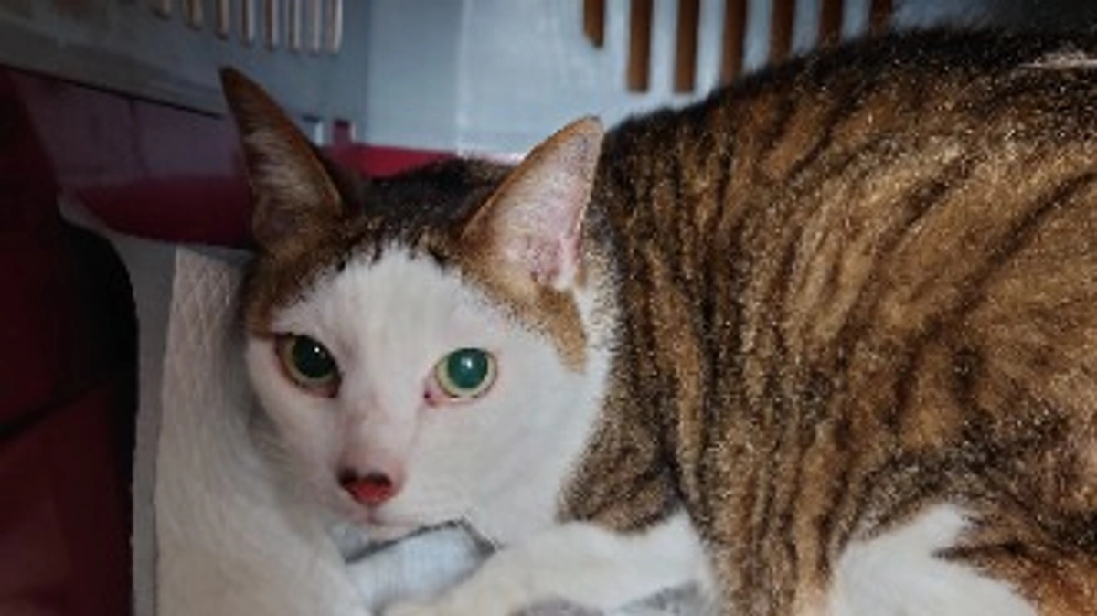 無事に迎え入れる事ができました。