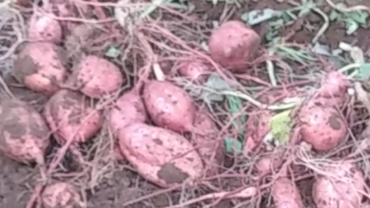 しっとり甘い！種子島産安納芋づくりの存続を確立したい