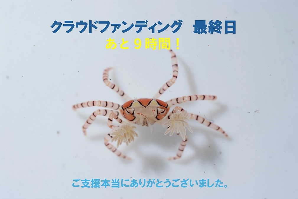 最終日！あと９時間となりました！最後までがんばります！