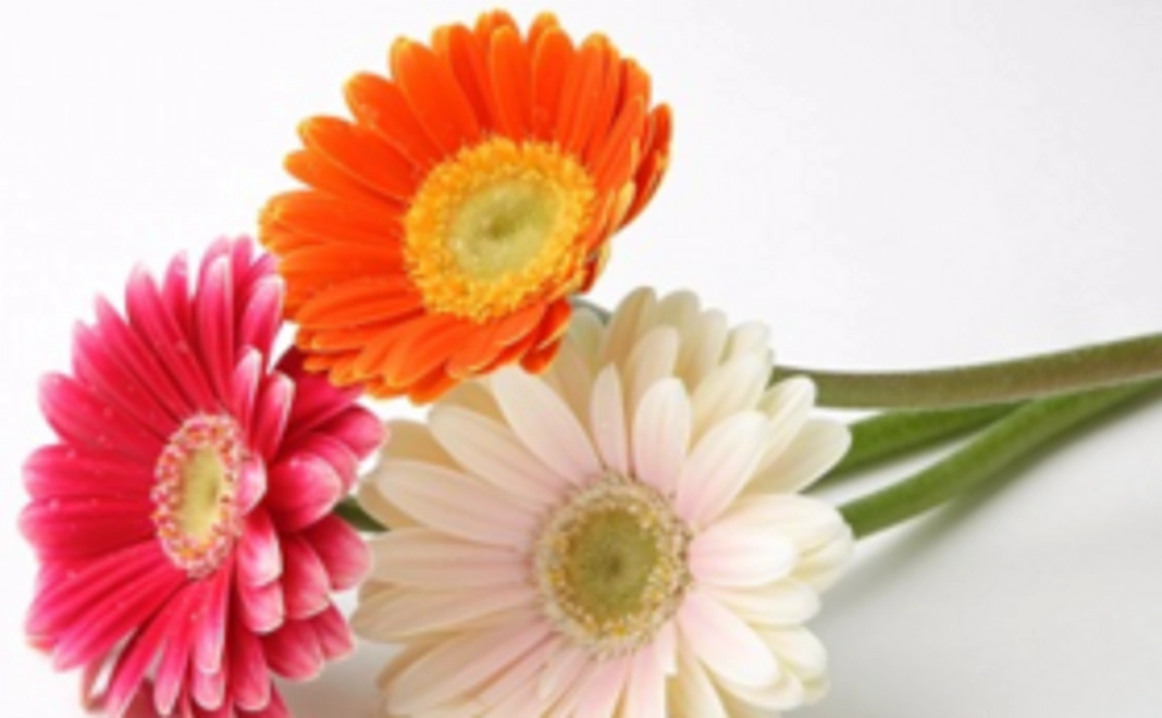 応援でのご支援