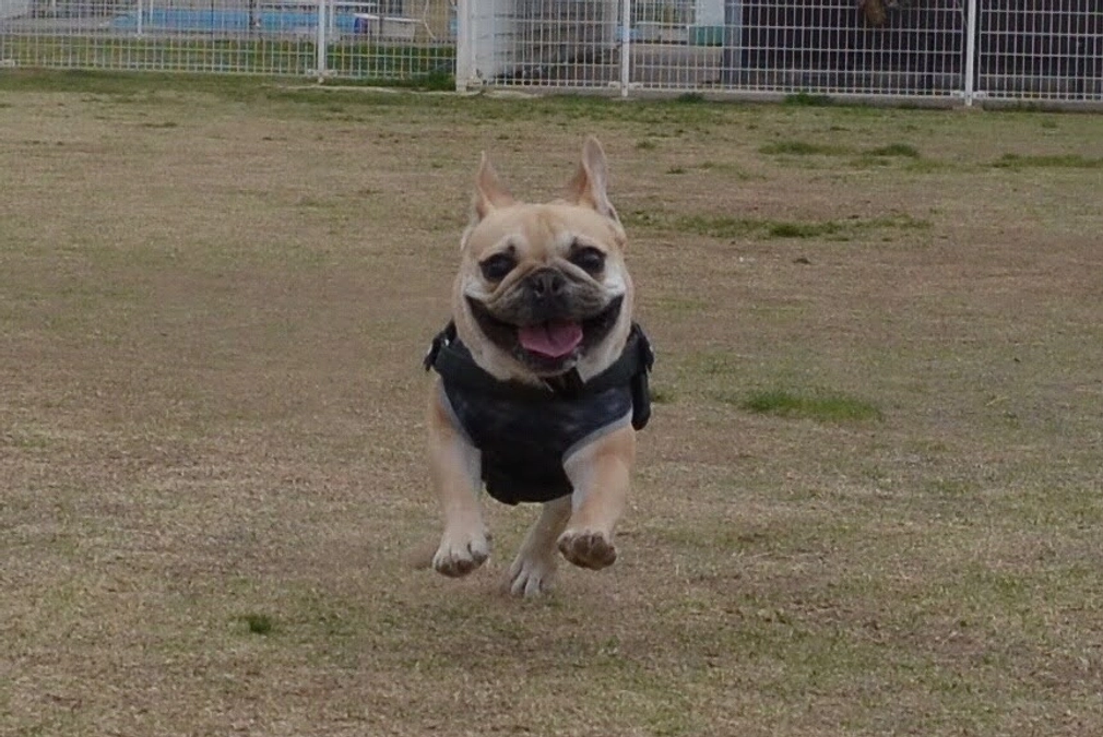 ちくわの闘病日記⑯
