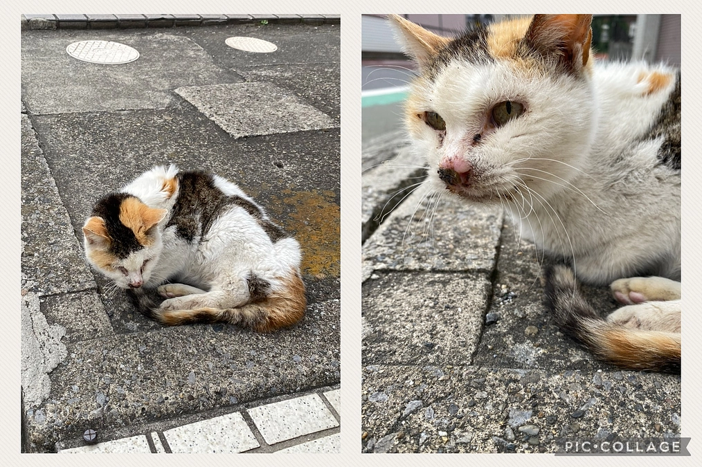 保護猫の幸せな最期の為にできる事①