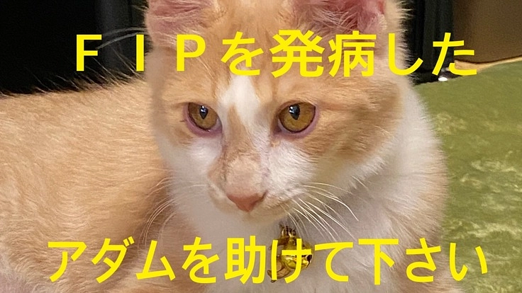 FIP(猫伝染性腹膜炎)と闘ってるアダムを助けてあげたい！