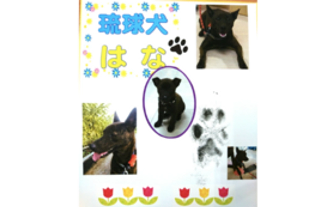 B5｜【数量限定！】琉球犬はなの足跡スタンプコース