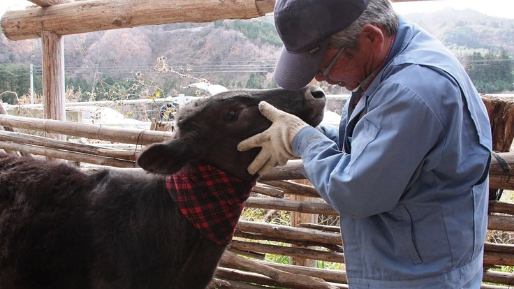 原発事故で被ばくした牛たちを守り、科学的根拠なく安楽殺しない未来を