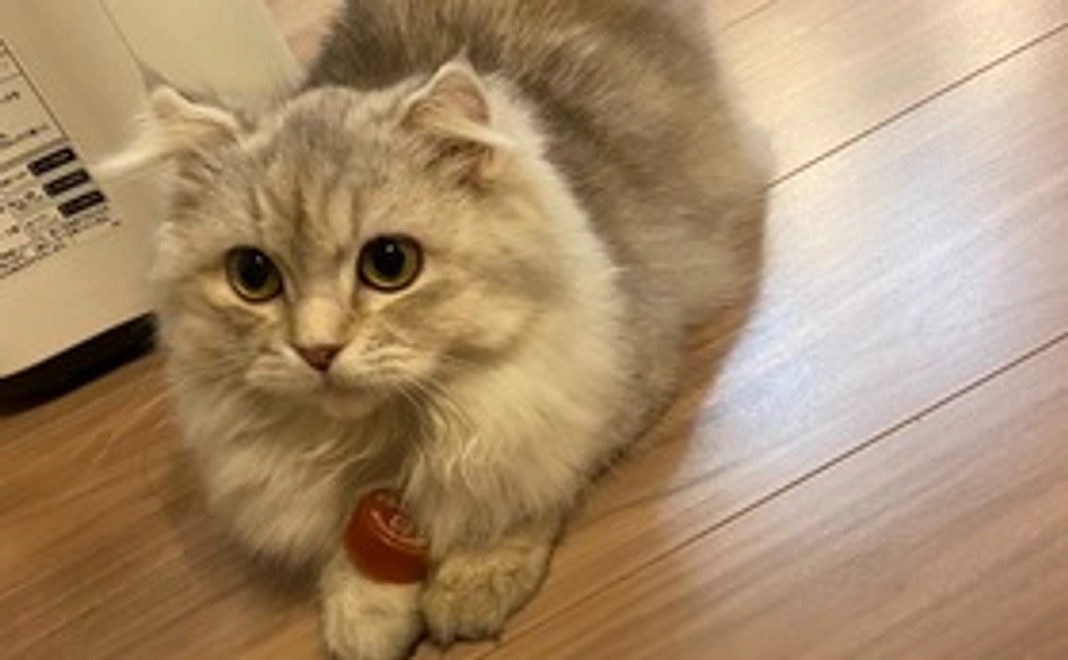 エルサ応援コース　御礼メール＋画像１枚