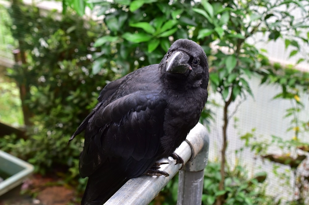 相次ぐ子ガラスのお問合せ　『見守る勇気を』