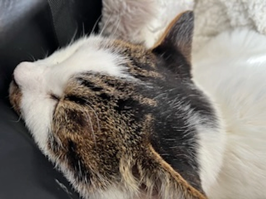 CHOP４週目メソトレキセート