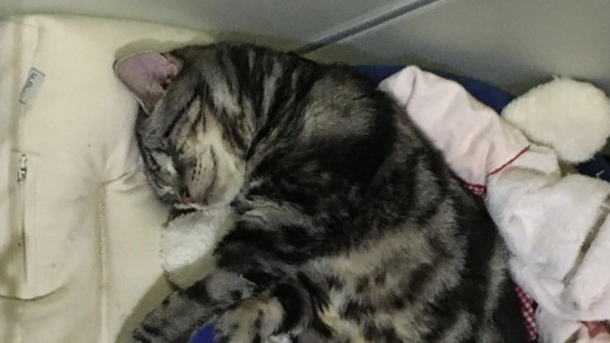 代理支援のご案内。