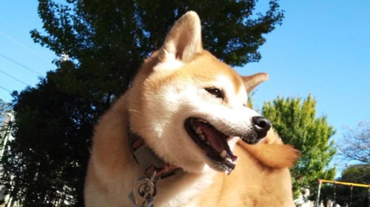 ふらっとフラットwith cats & dogs 　プラネタリウム開催報告