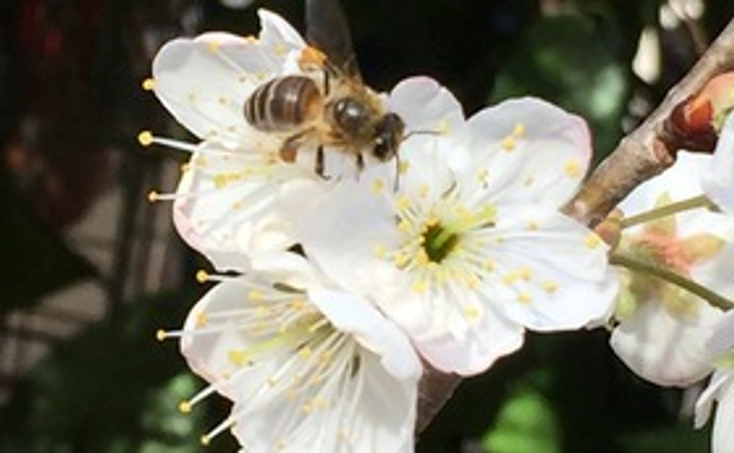 JBeeFarmへの応援 5,000円