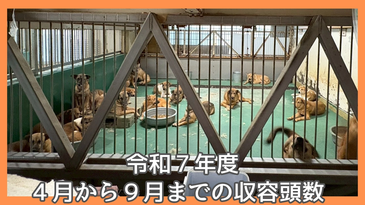令和7年度４月から  ９月までの収容頭数