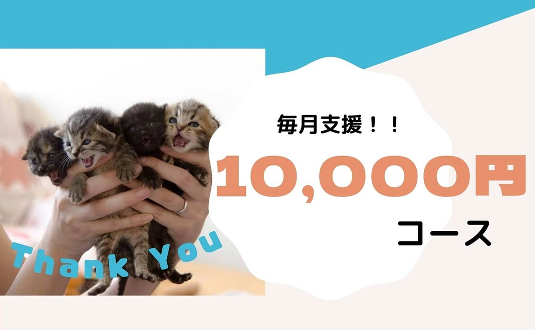 1匹分の平均的な猫風邪の治療費になります！