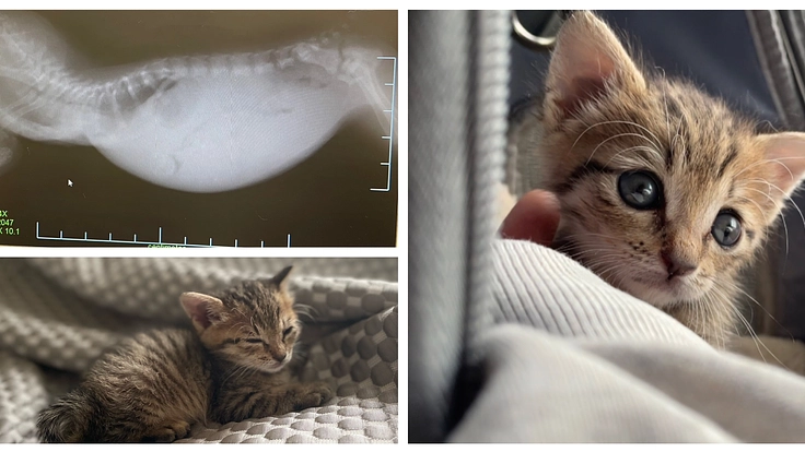 重度の漏斗胸に苦しむ子猫を助けたい！