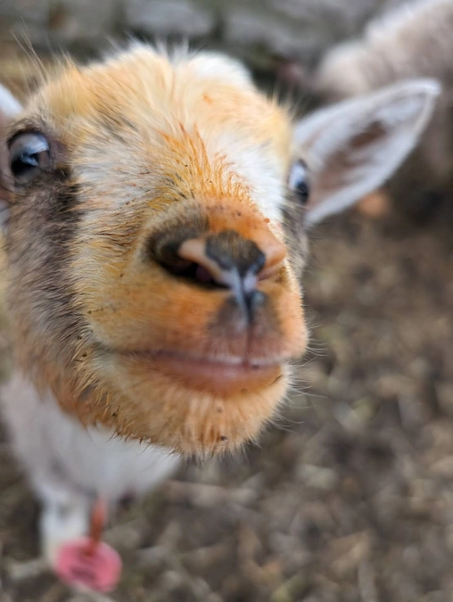 おかげさまで「ふれあいヤギ牧場 ヤギーズランド」　もうすぐ1周年。