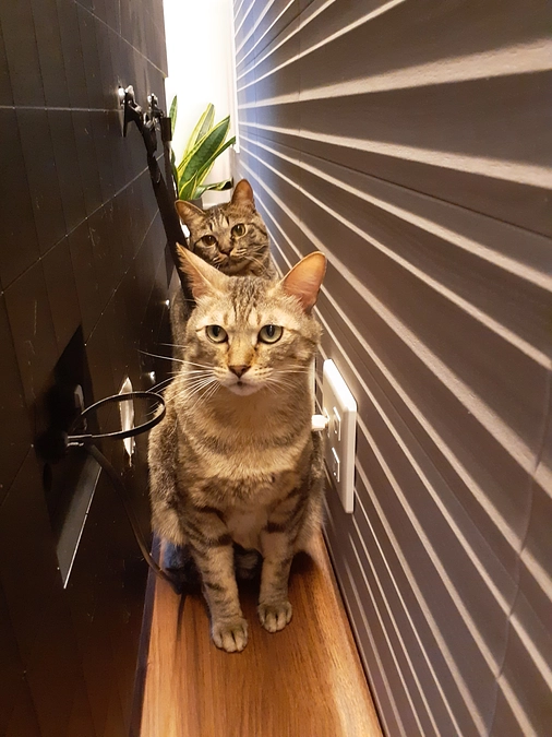 もみじ君トライアル決定！