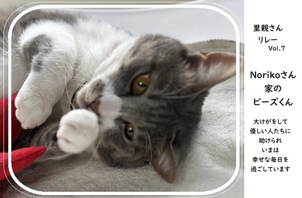 【里親さんメッセージリレーVol.7】B'z くん
