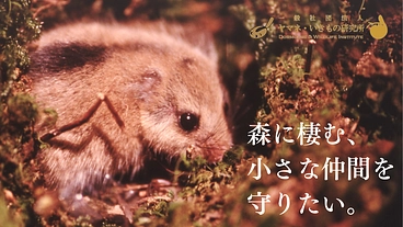 森の宝「ヤマネ」を守る。いきもの達が棲む豊かな未来をみんなで作ろう のトップ画像