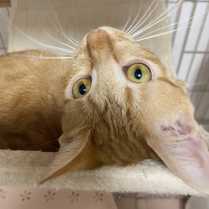 今日のモカ（投薬67日目）🐱⭐️