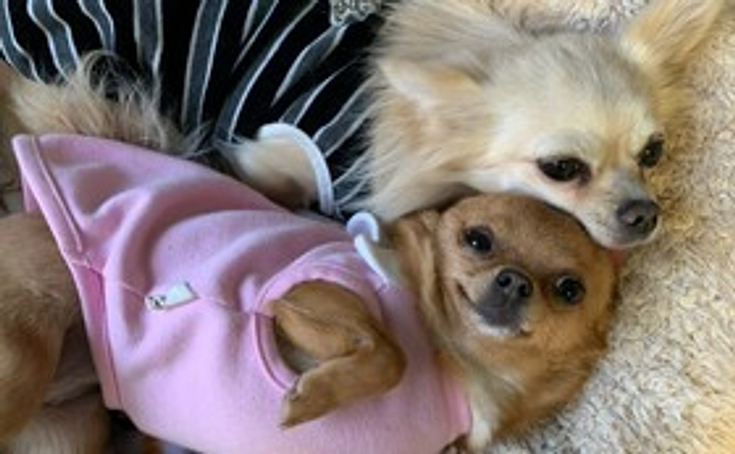 みんなに桜を咲かせ隊3,000円コース