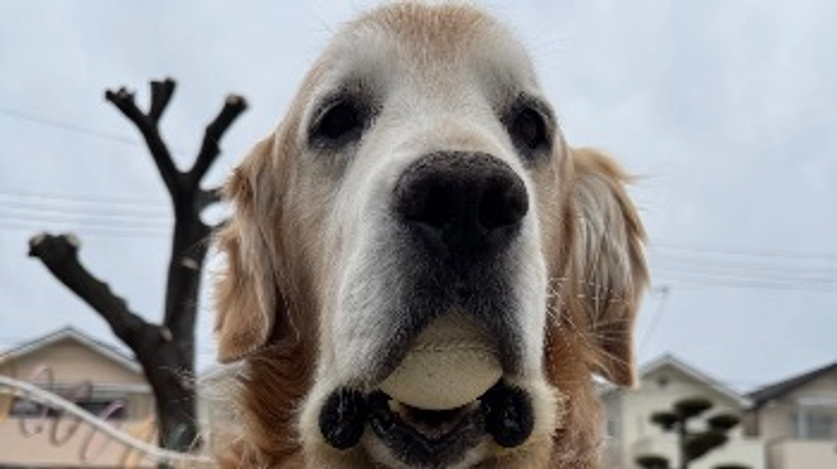 飼い主風邪ひく
