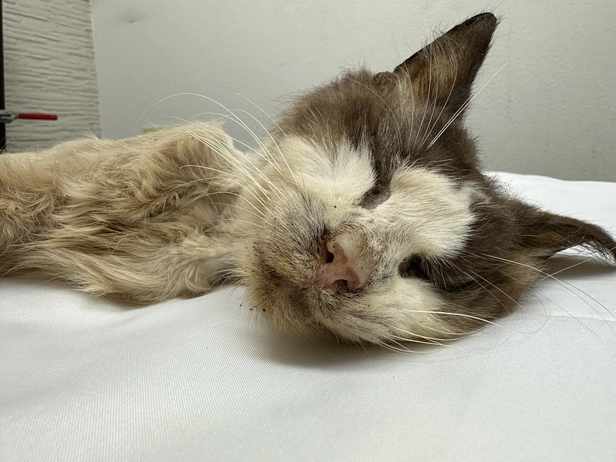 後を絶たないから立ち向かう。