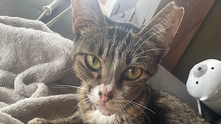 顎を骨折した猫の治療の為にどうか力をお貸し下さい。