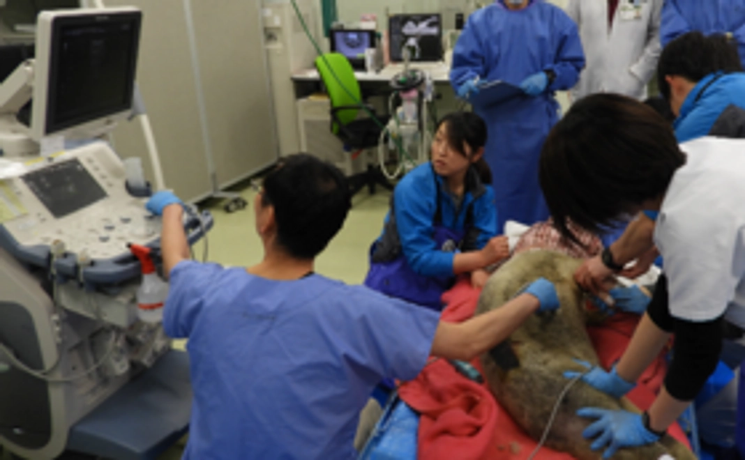 【未来を創るどうぶつ医師団】応援コース