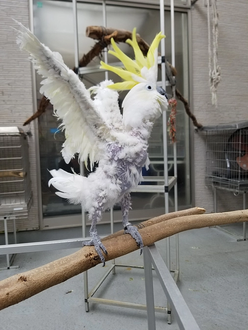 手放さずに済むように　～セーフティネット　鳥さん電話相談室～