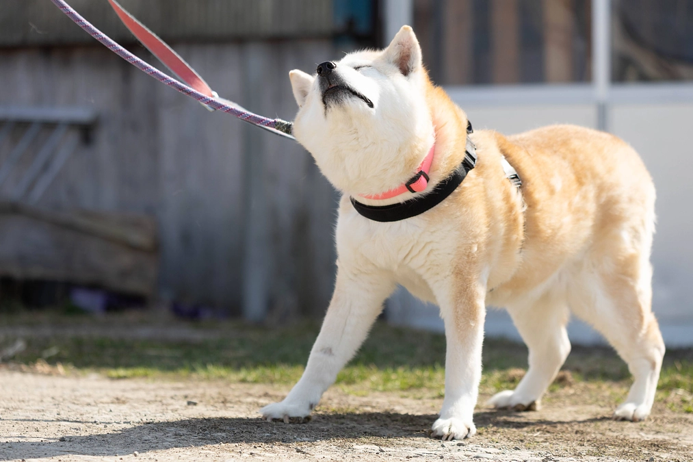 ご理解ある方との出会いを待つ 高齢の北海道犬 力桜（りきおう）