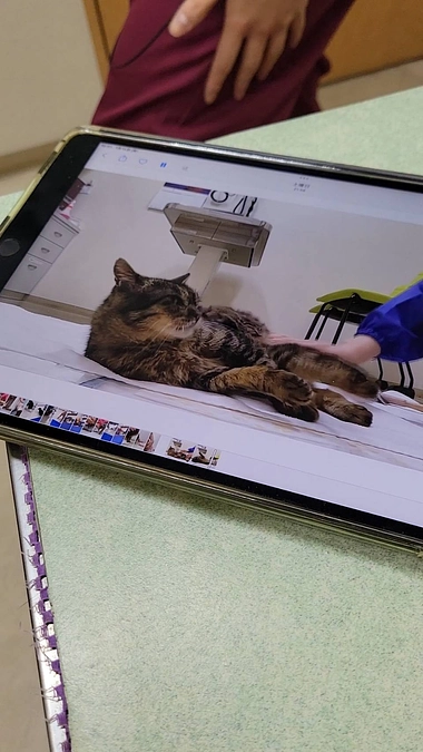 かやこばぁ　知覚過敏症