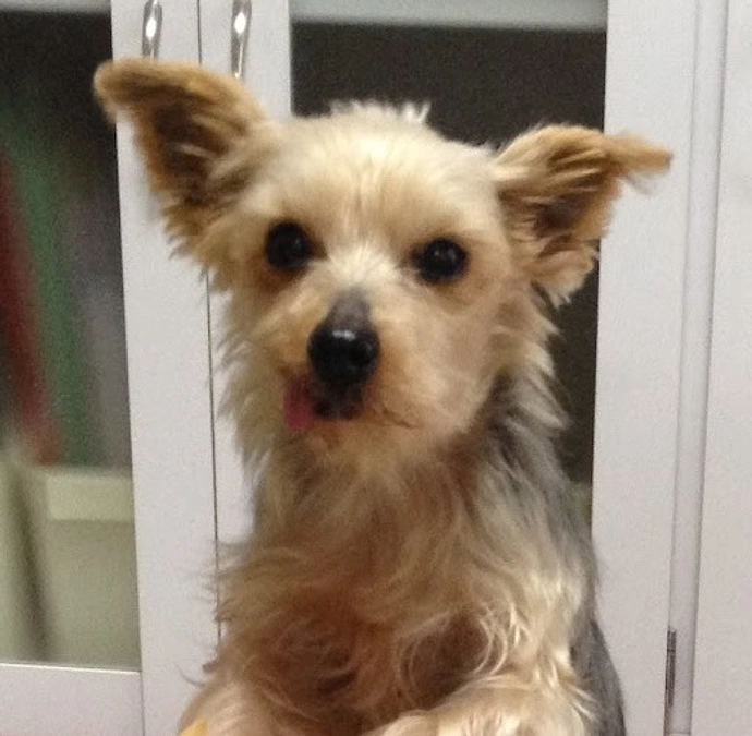 【活動報告】私が経験した「ペットロス」について