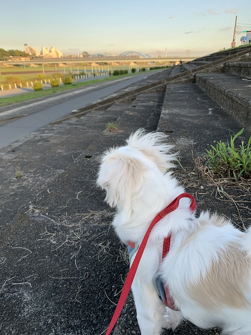 残り33日🐶‼️