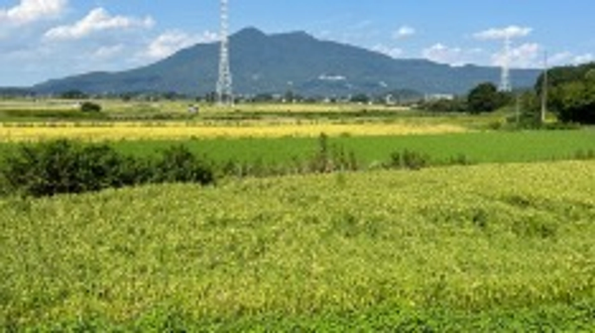 二十四節気 処暑　七十二候 禾乃登(こくものすなわちみのる)