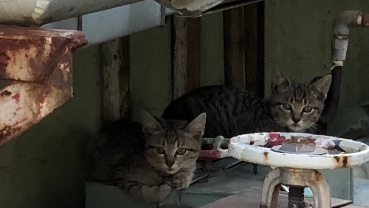 陸の孤島のネコたちを救出したい！ 保護救出＆保護猫シェルター建設 4枚目