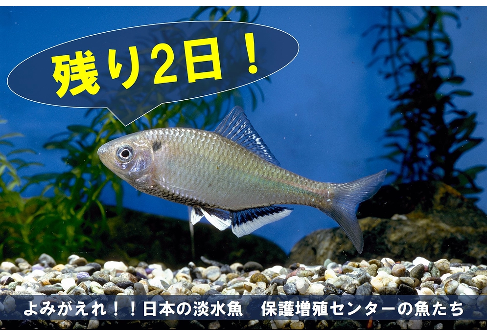 保護増殖センターの魚たち⑧【クラファン終了まで残り2日】