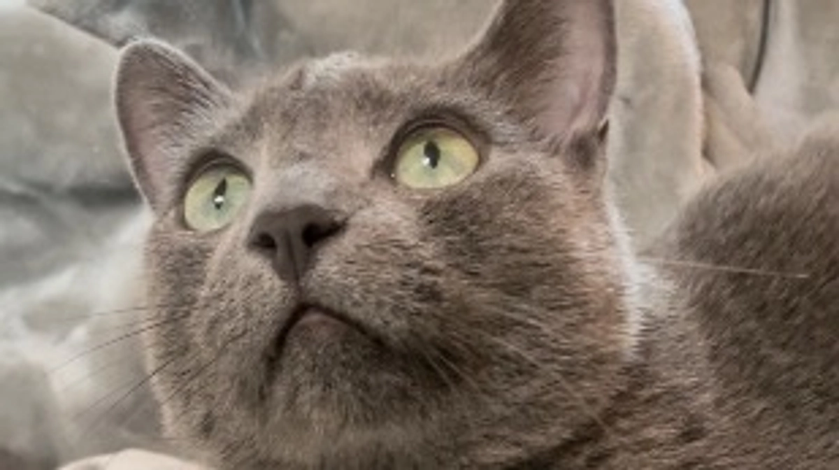 ⭐️代理支援⭐️