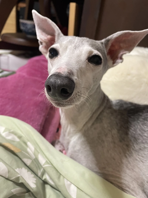 手術の予約が出来ました🏥✨