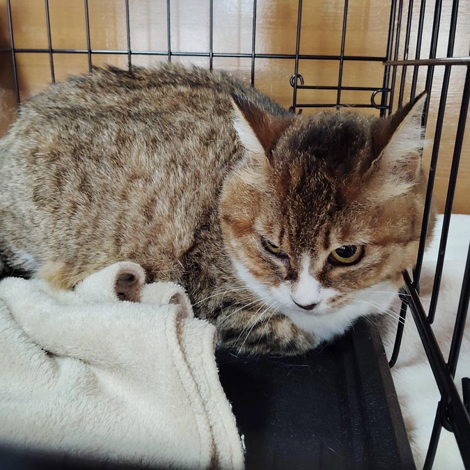 セイラさんの譲渡会参加報告